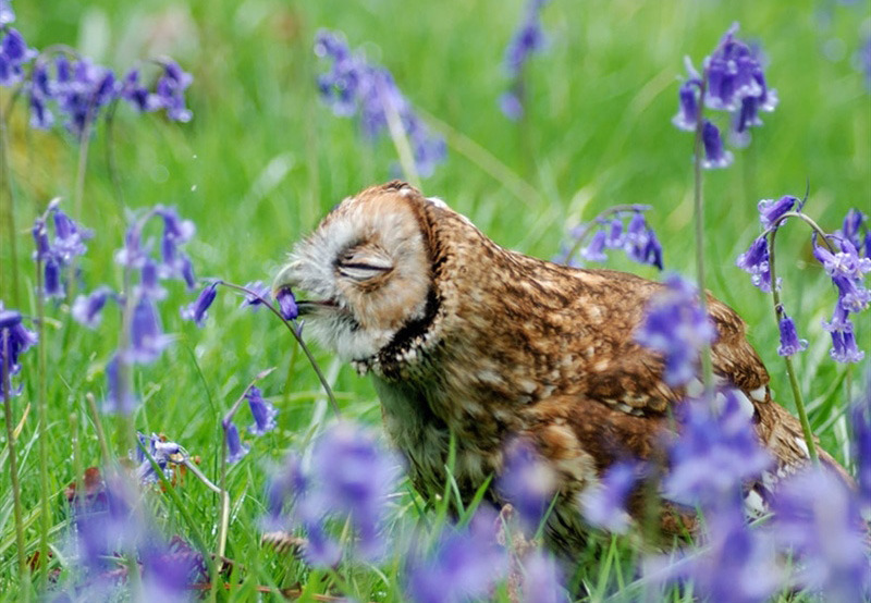 꽃향기를 맡는 동물들.jpg | 인스티즈