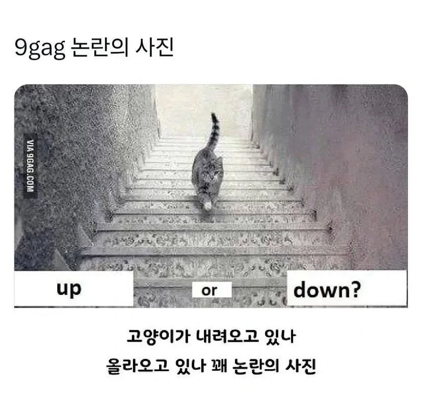 고양이 UP or DOWN | 인스티즈