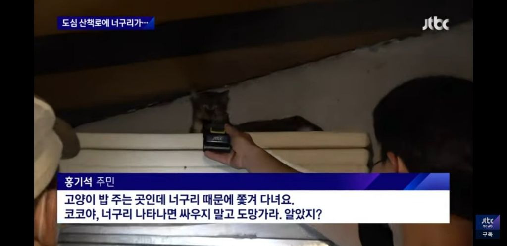 서울 도심에 너구리 출몰했을때 서울사람들 인터뷰 봤는데 다들 레전드임 | 인스티즈