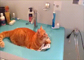 고양이 앞에서 전동칫솔을 켜보면.gif | 인스티즈