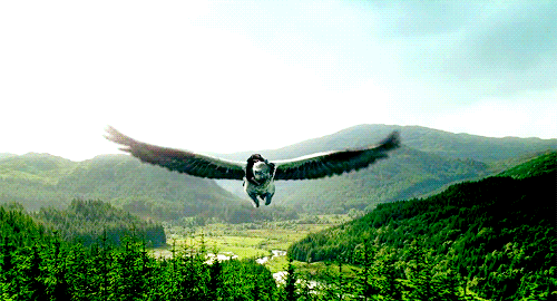 해리포터에서 가장 타보고 싶은 비행수단은? | 인스티즈