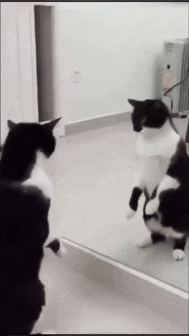 거울 보는 고양이.gif | 인스티즈