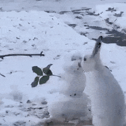 길가다 눈사람을 만난 토끼.gif | 인스티즈
