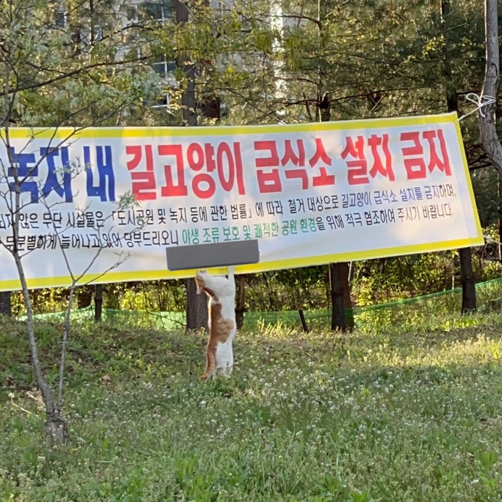 이 고양이 한글 읽을 줄 아나봐 현수막 개패는중 | 인스티즈