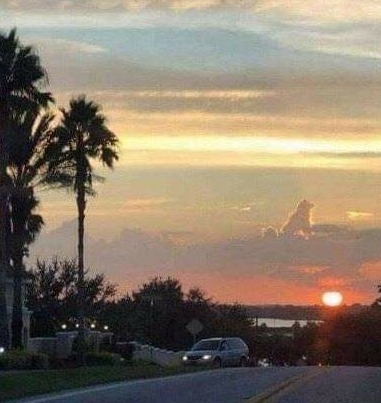 사람이 죽으면 먼저 가 있던 강아지가 마중 나온다고 한다 | 인스티즈