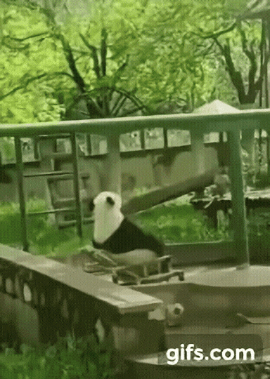 처음부터 끝까지 갓벽한 팬더 짤.gif | 인스티즈