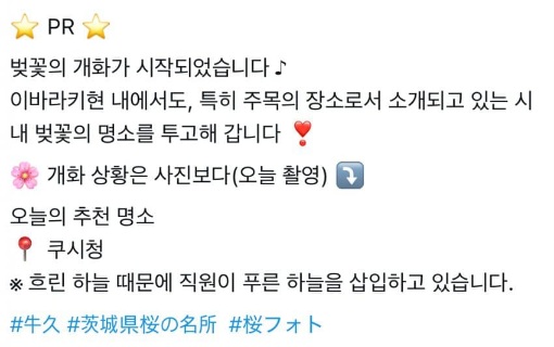 일본에서 계속 흐릴때 벚꽃 홍보사진 찍는법 | 인스티즈