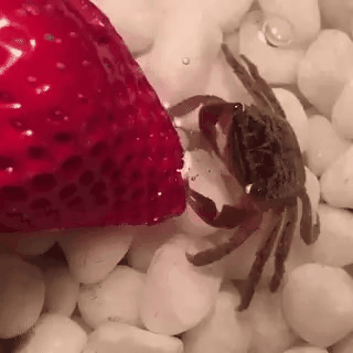 게작게작.gif | 인스티즈
