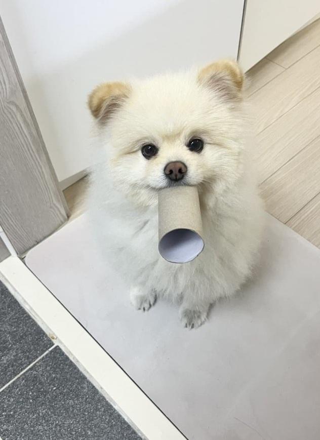 화장실까지 따라오는 댕댕이들 | 인스티즈