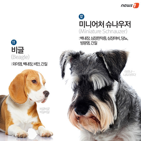 품종묘 보다 품종견에 관대한 사람들.jpg | 인스티즈