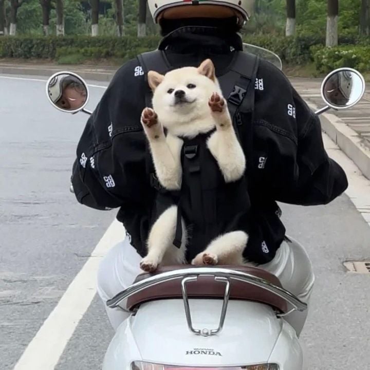 운전하다 행복해보이는 강아지 봄 | 인스티즈