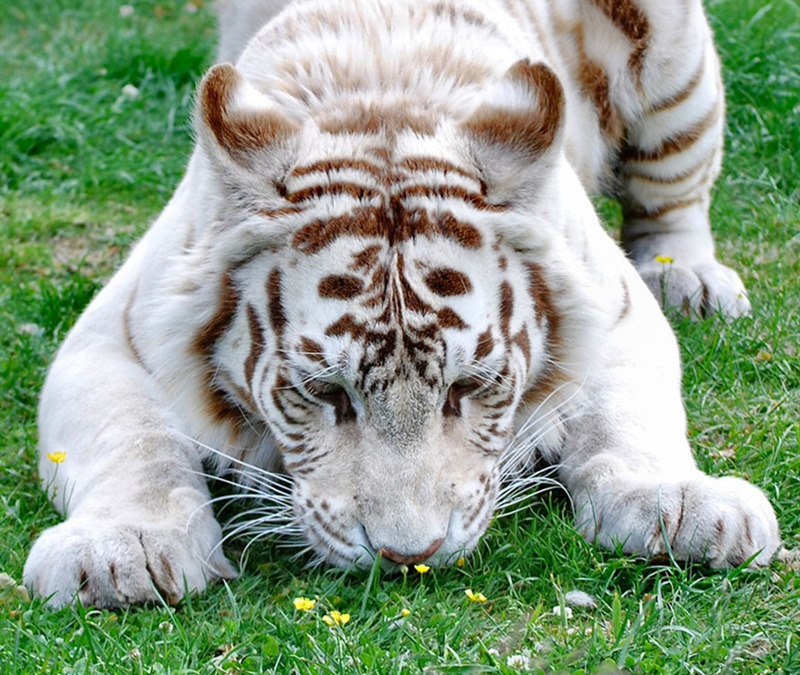 꽃향기를 맡는 동물들.jpg | 인스티즈