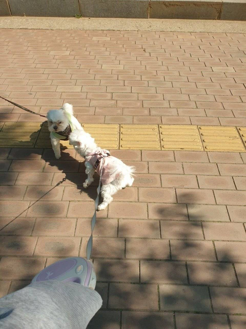 프랑스인 와이프가 이해못하겠는 한국 문화우리 강아지 산책하다가 싸움났는데 솔직히 누가 이긴거같아?....jpg | 인스티즈