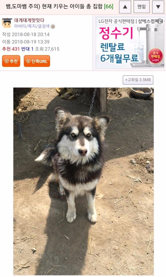 디제이디오지 8