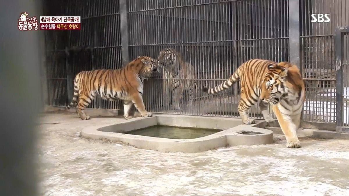 수컷 호랑이 암컷 호랑이 덩치 차이 | 인스티즈