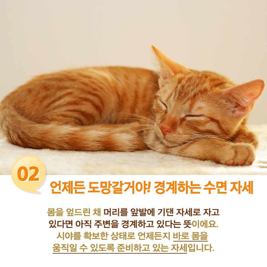 고양이 수면자세별 기분.jpg | 인스티즈