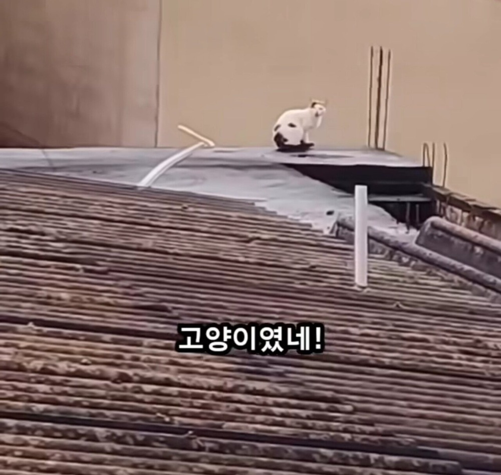 옥상에 머리만 남겨진 강아지...... | 인스티즈