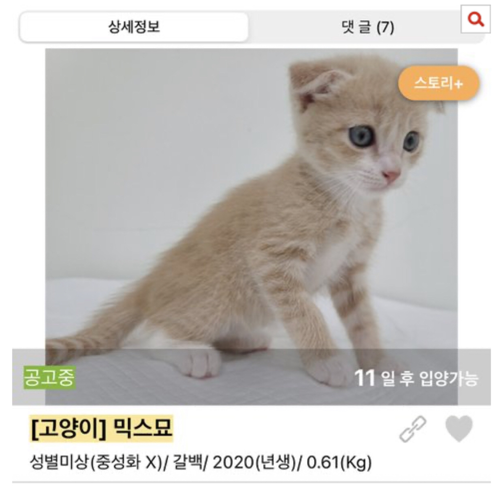 보호소에도 애기 많아 | 인스티즈