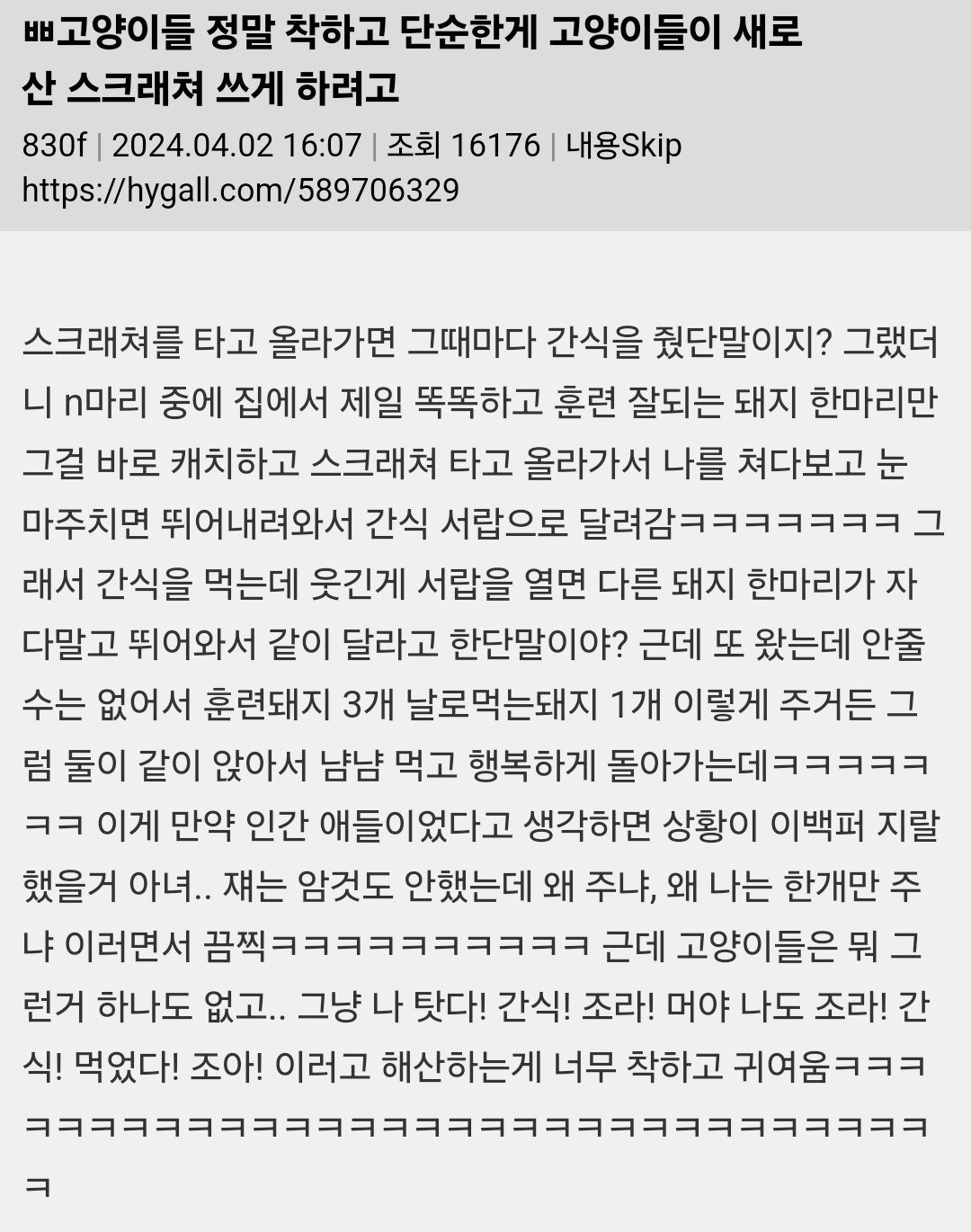 고양이들 정말 착하고 단순한게.jpg | 인스티즈