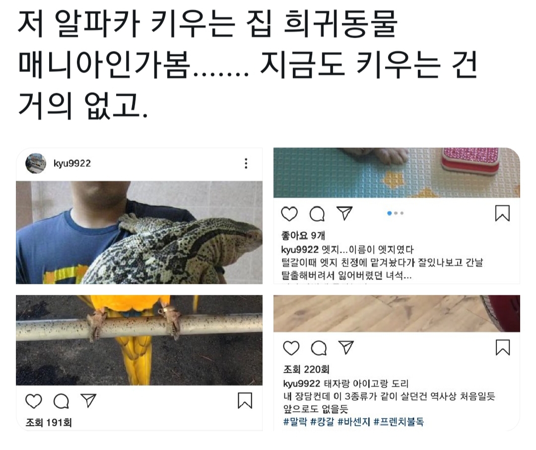 최근 트위터와 인스타에 올라오고 있는 알파카 - 막이슈 - 쭉빵카페