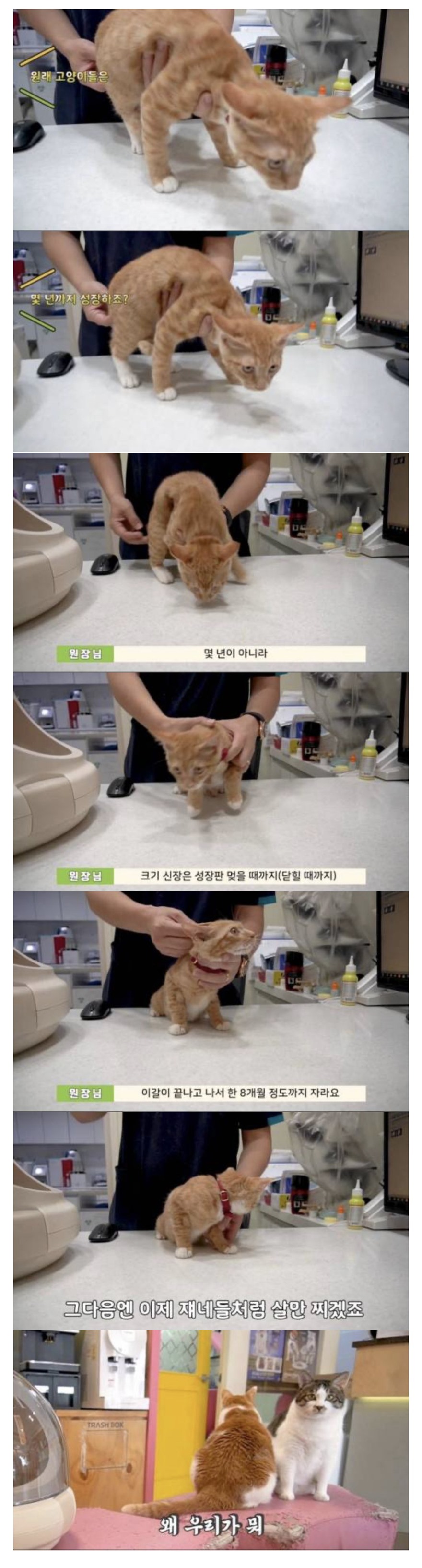 수의사가 말하는 고양이 성장에 대한 비밀 | 인스티즈