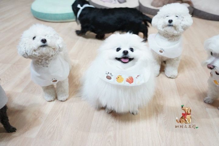 강아지 유치원의 수학여행 | 인스티즈