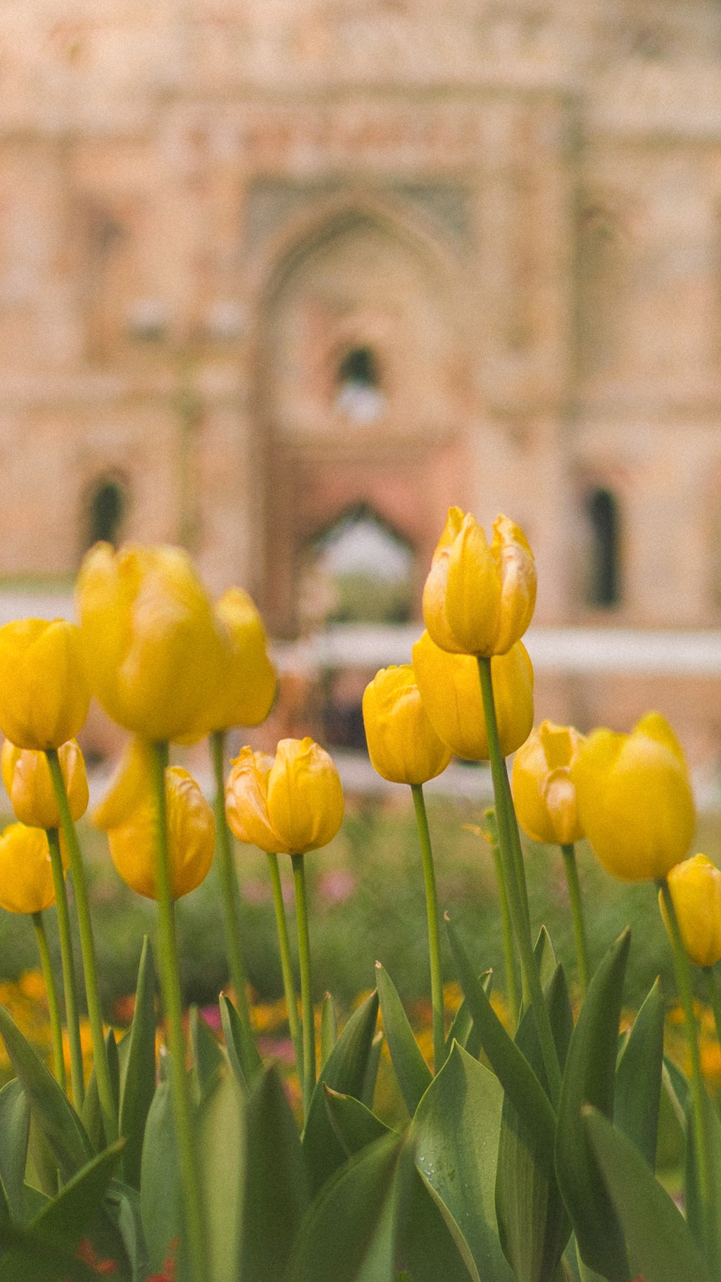 튤립 배경화면 공유 (추가) | 인스티즈
