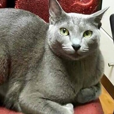 고양이 키우는 사람들의 폐 | 인스티즈