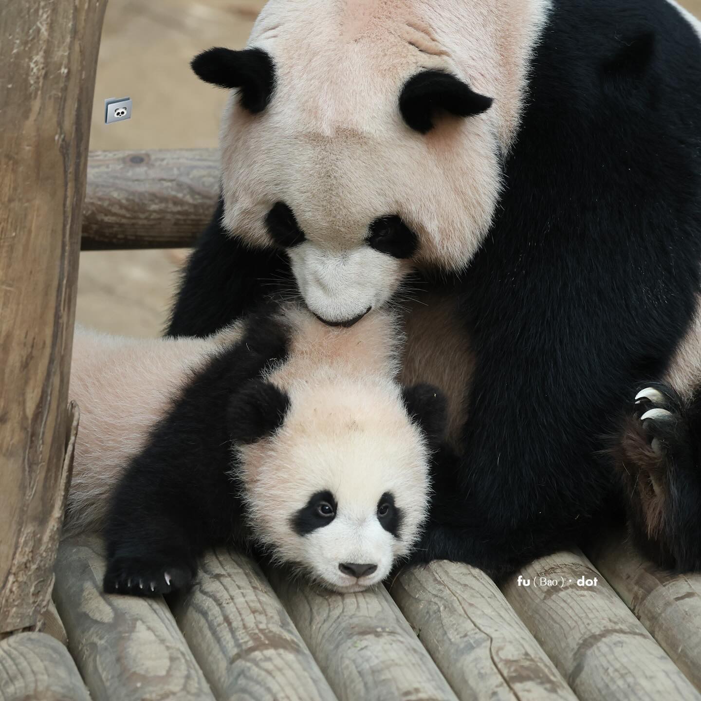 찹쌀떡처럼 쭈욱 늘어나는 후이바오🐼 | 인스티즈