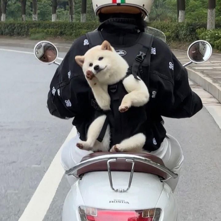 운전하다 행복해보이는 강아지 봄 | 인스티즈