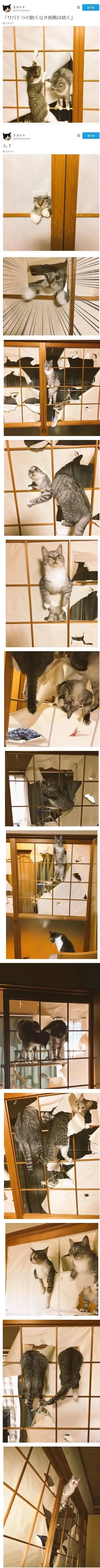 캣타워가 필요없는집 | 인스티즈