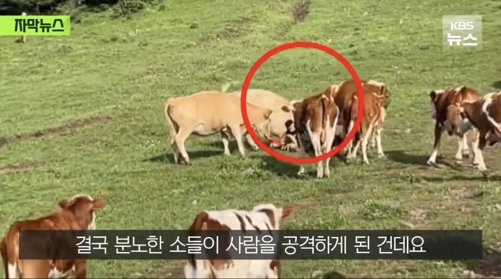 소들에게 짓밟혀 갈비뼈가 부러진 중국인 | 인스티즈