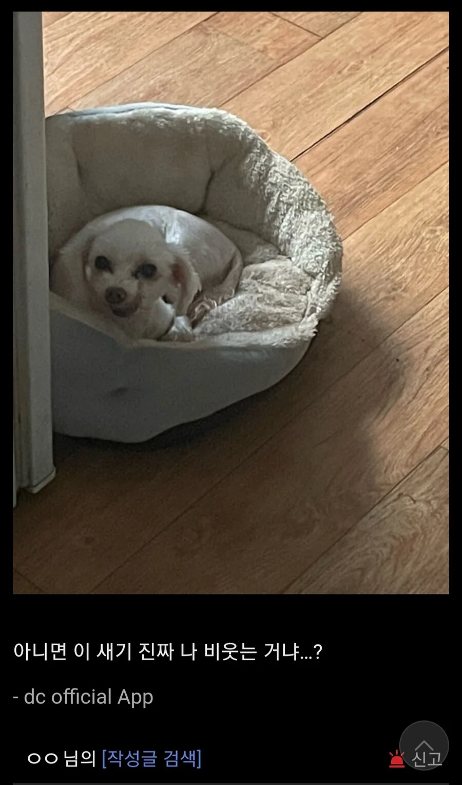 본인의 조현병이 의심된다는 어떤 디시인 | 인스티즈