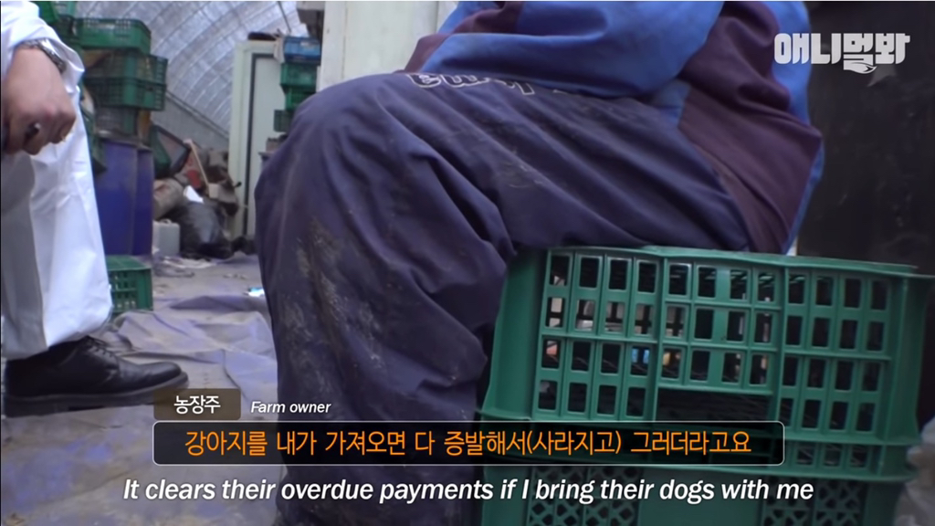 개농장에 품종견들이 많은 이유 | 인스티즈