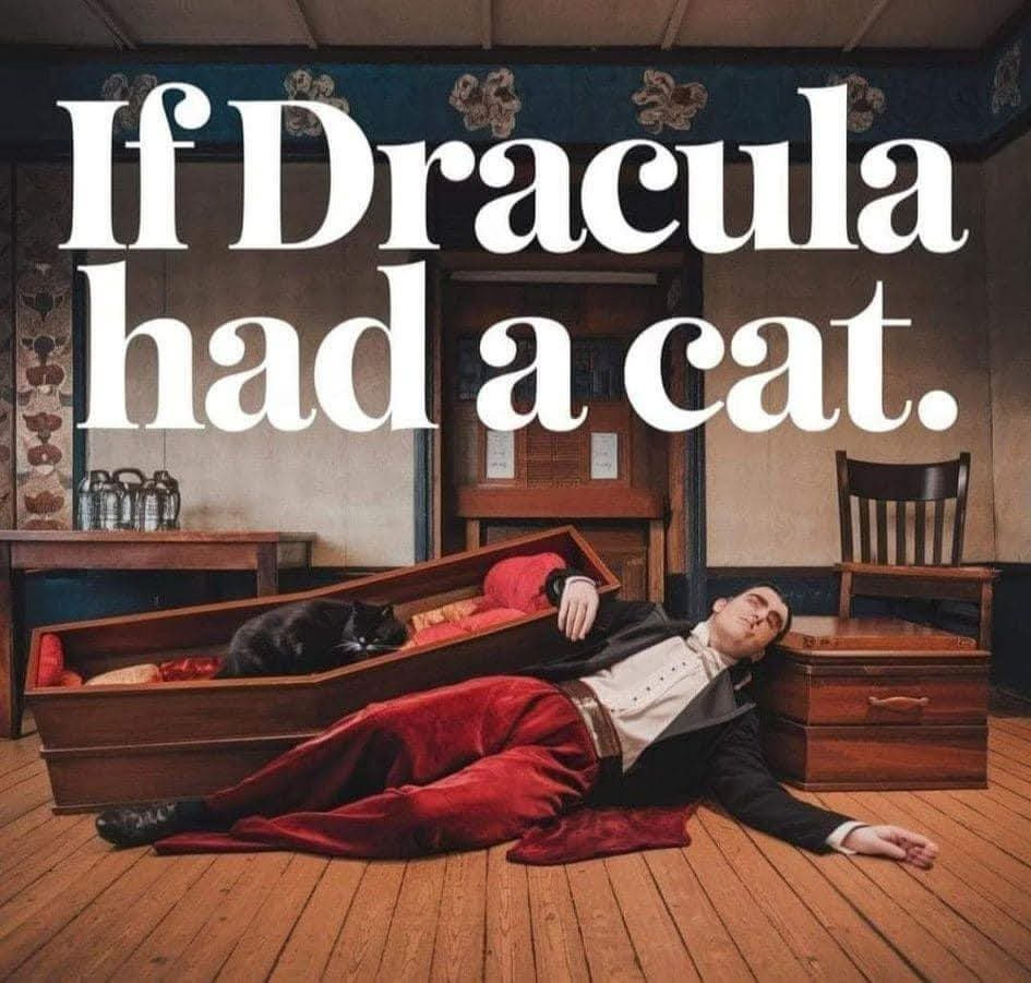드라큘라가 고양이 집사라면... | 인스티즈
