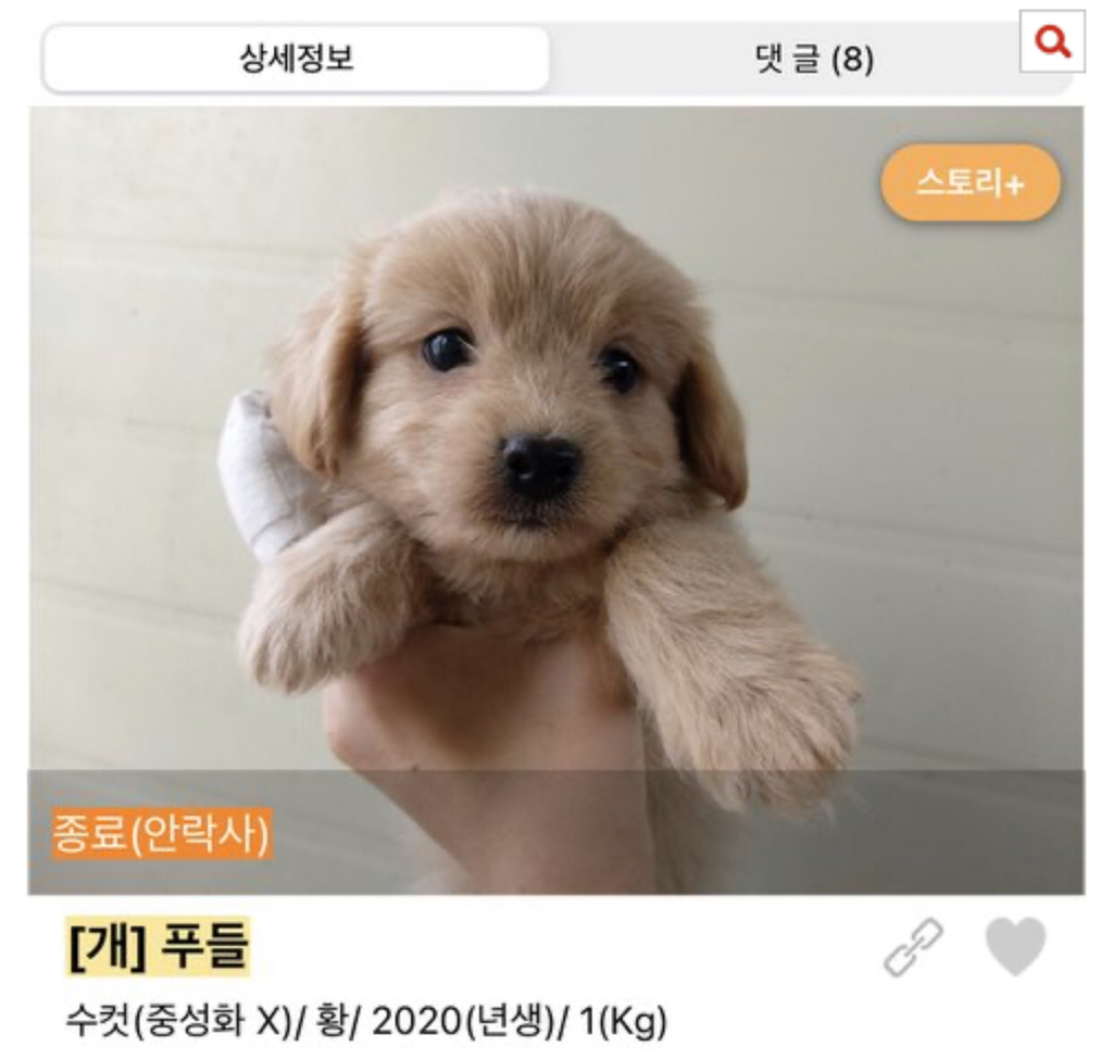 보호소에도 애기 많아 | 인스티즈