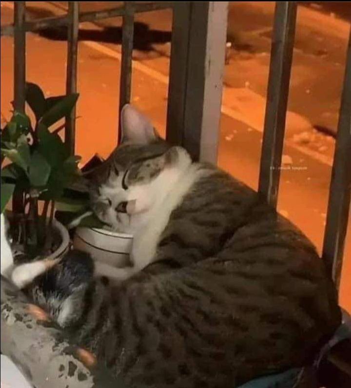 그대로 큰 고양이 | 인스티즈
