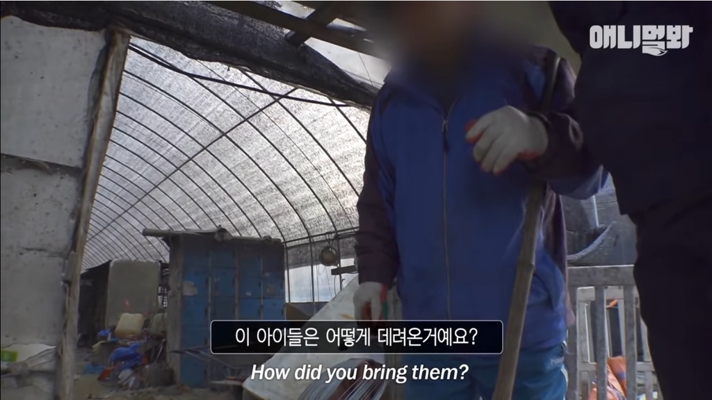 개농장에 품종견들이 많은 이유 | 인스티즈