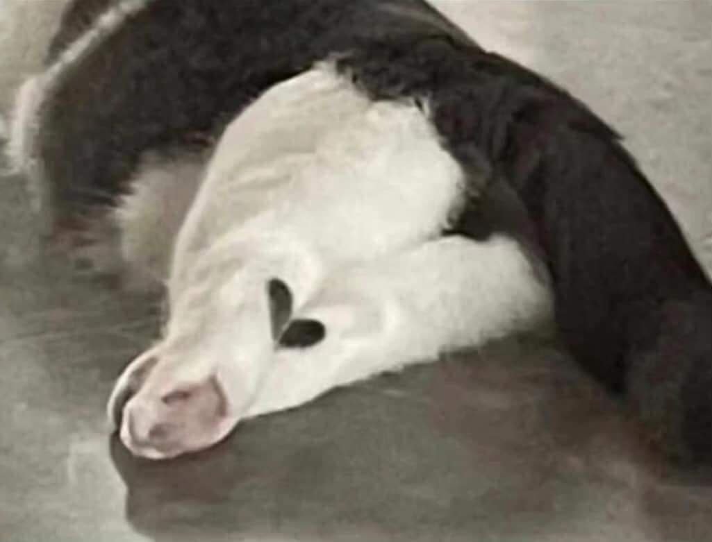 두 발 모을때마다 하트빔 쏘는 고양이 | 인스티즈