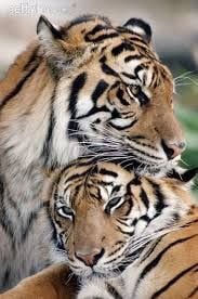 수컷 호랑이 암컷 호랑이 덩치 차이 | 인스티즈