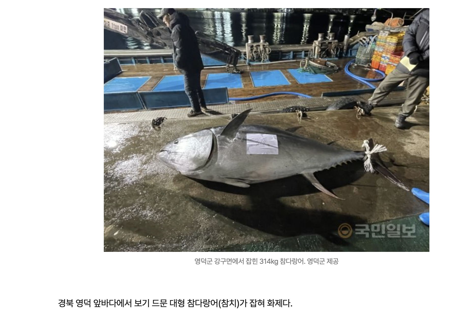 영덕서 314kg 참다랑어 잡혀…1050만원에 위판 | 인스티즈