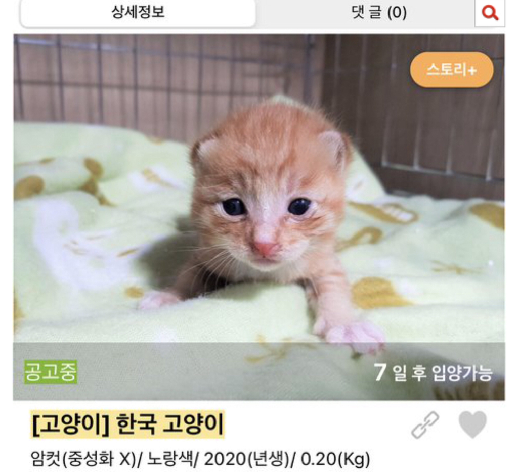 보호소에도 애기 많아 | 인스티즈