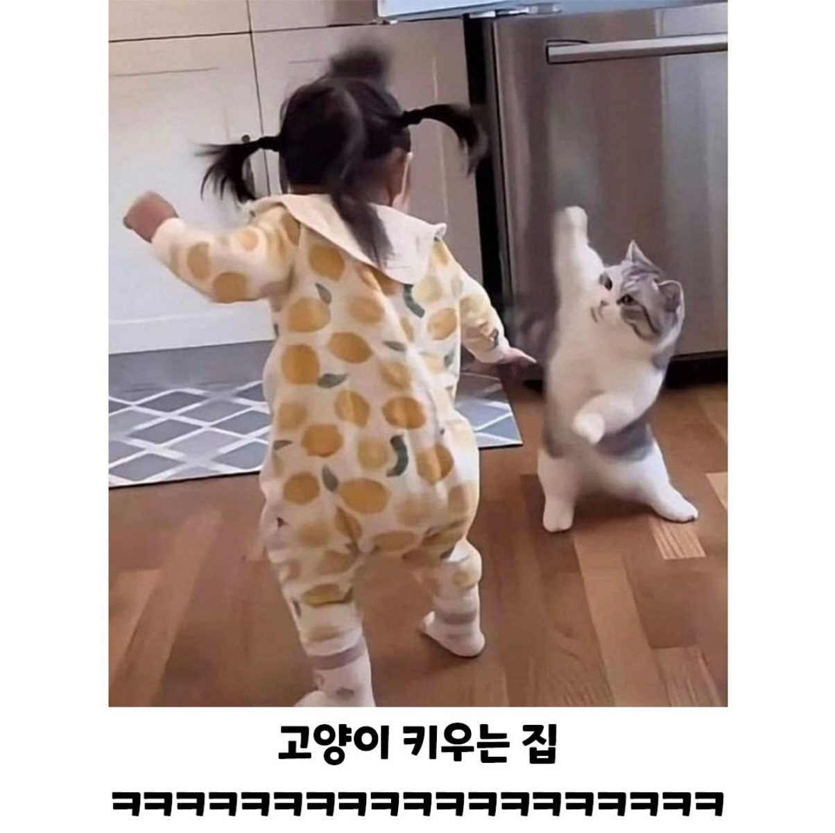 댕댕이 키우는집과 냐옹이 키우는집 온도차이 | 인스티즈