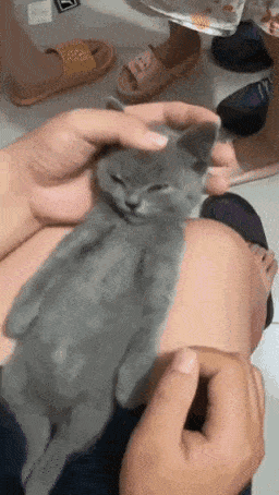 졸린데 츄르 냄새를 맡은 고양이 | 인스티즈