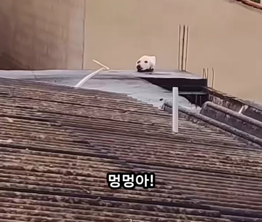 옥상에 머리만 남겨진 강아지...... | 인스티즈