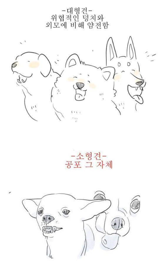 소형견과 대형견 차이 | 인스티즈