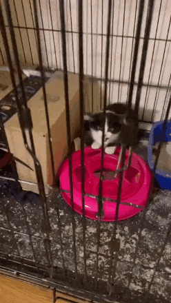 보름도 안되서 타락한 고양이 | 인스티즈