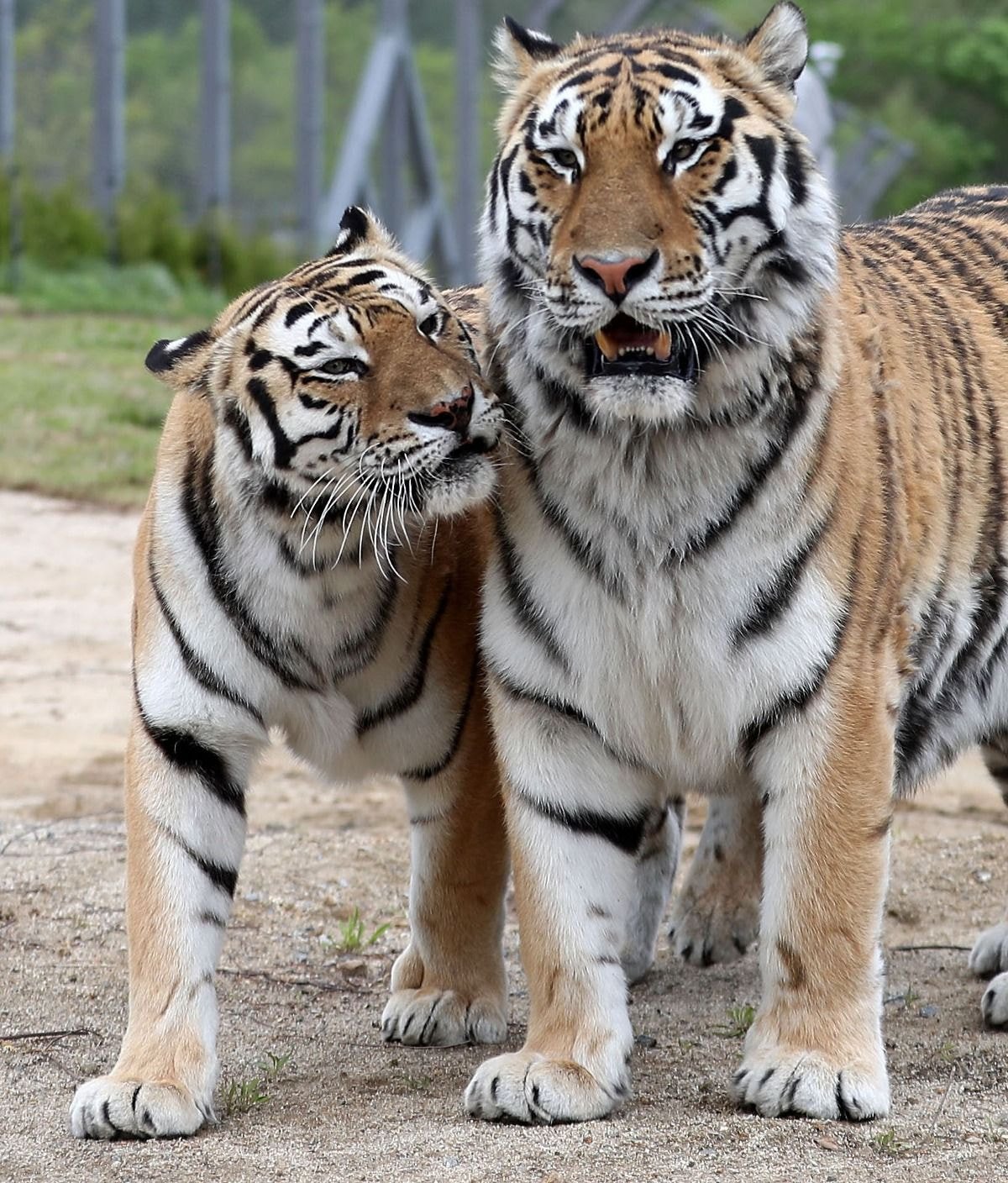 수컷 호랑이 암컷 호랑이 덩치 차이 | 인스티즈