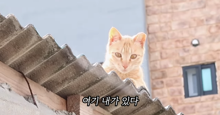 반려묘를 떠나보낸 유튜버가 올린 영상 | 인스티즈