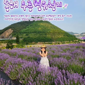 전국 라벤더 명소 6선 | 인스티즈